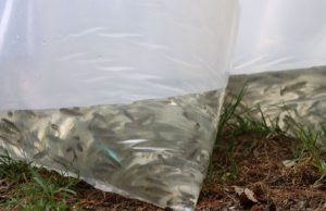 Entregan 70 mil crías de trucha en la Comarca Minera y Otomí-Tepehua