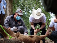 Hidalgo refuerza acciones de atención y control del Gusano Barrenador del Ganado