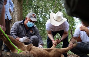 Hidalgo refuerza acciones de atención y control del Gusano Barrenador del Ganado