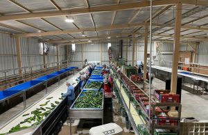 Visitan a trabajadores hidalguenses en empresa de Sonora