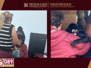 SSPH rescata a mono araña en Actopan