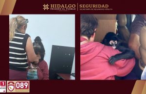 SSPH rescata a mono araña en Actopan