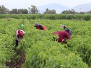 UPLAPH impulsa proyectos en beneficio de productores agrícolas del Valle del Mezquital