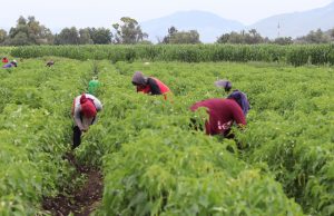 UPLAPH impulsa proyectos en beneficio de productores agrícolas del Valle del Mezquital