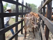 NUEVAS OPORTUNIDADES PARA EL CAMPO: FAMILIAS DE LA HUASTECA RECIBEN TERNERAS CON SUBSIDIO DEL 100%