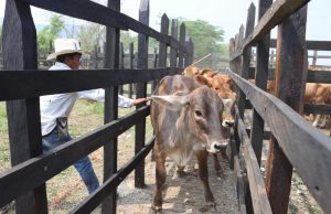 NUEVAS OPORTUNIDADES PARA EL CAMPO: FAMILIAS DE LA HUASTECA RECIBEN TERNERAS CON SUBSIDIO DEL 100%