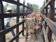 NUEVAS OPORTUNIDADES PARA EL CAMPO: FAMILIAS DE LA HUASTECA RECIBEN TERNERAS CON SUBSIDIO DEL 100%
