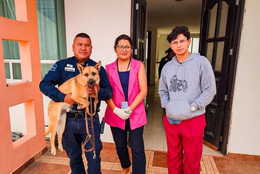Atienden reporte por abandono de caninos en domicilio de Pachuca