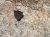 Hidalgo fortalece la conservación de murciélagos tras registro relevante en cueva de Cuautepec