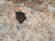 Hidalgo fortalece la conservación de murciélagos tras registro relevante en cueva de Cuautepec