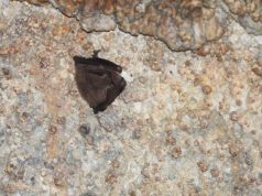 Hidalgo fortalece la conservación de murciélagos tras registro relevante en cueva de Cuautepec