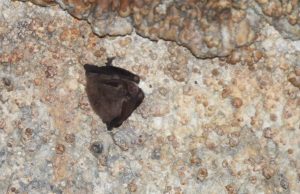 Hidalgo fortalece la conservación de murciélagos tras registro relevante en cueva de Cuautepec