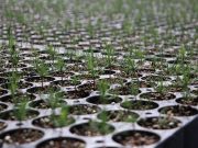 UPLAPH Y SEMARNATH INVITAN A LA CIUDADANÍA A DONAR SEMILLAS DE ESPECIES NATIVAS PARA REFORESTAR HIDALGO