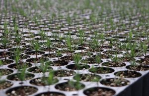 UPLAPH Y SEMARNATH INVITAN A LA CIUDADANÍA A DONAR SEMILLAS DE ESPECIES NATIVAS PARA REFORESTAR HIDALGO