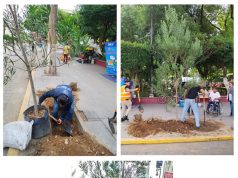 Tulancingo impulsa la reforestación urbana con especies adecuadas para la ciudad