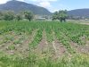 Lluvias favorecen el desarrollo del campo en Tulancingo