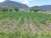 Lluvias favorecen el desarrollo del campo en Tulancingo