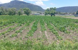Lluvias favorecen el desarrollo del campo en Tulancingo