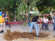 Tulancingo impulsa la reforestación urbana con especies adecuadas para la ciudad