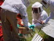 Guardianes de la vida: Tulancingo fortalece el rescate y protección de abejas