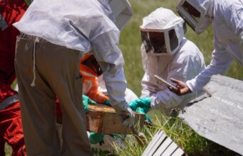 Guardianes de la vida: Tulancingo fortalece el rescate y protección de abejas