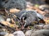 Pachuca rebasa el centenar de animales silvestres rehabilitados y liberados en 2026 tras nueva jornada