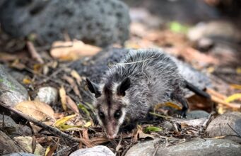 Pachuca rebasa el centenar de animales silvestres rehabilitados y liberados en 2026 tras nueva jornada
