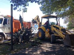 Tulancingo transforma la imagen con reforestación atinada en el bulevar Emiliano Zapata