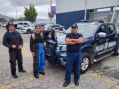 Ponen a salvo a perrita tipo Schnauzer en bulevar Minero: Seguridad de Pachuca pide apoyo para ubicar a dueños