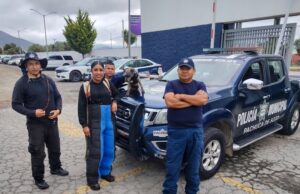 Ponen a salvo a perrita tipo Schnauzer en bulevar Minero: Seguridad de Pachuca pide apoyo para ubicar a dueños