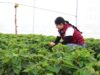 Impulsa Gobierno de Lorena García agricultura protegida con módulos demostrativos de Nochebuena y Cempasúchil
