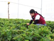 Impulsa Gobierno de Lorena García agricultura protegida con módulos demostrativos de Nochebuena y Cempasúchil