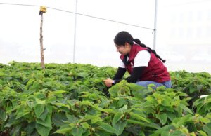 Impulsa Gobierno de Lorena García agricultura protegida con módulos demostrativos de Nochebuena y Cempasúchil