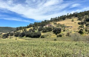 CIERRE DEL CICLO AGRÍCOLA DEJA AFECTACIONES EN CULTIVOS DE TEMPORAL