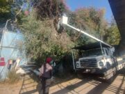 Inicia Programa Anual de Mantenimiento de Arbolado en Tulancingo