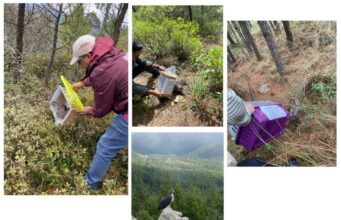 Pachuca y PROFEPA liberan 28 ejemplares de fauna silvestre en Hidalgo